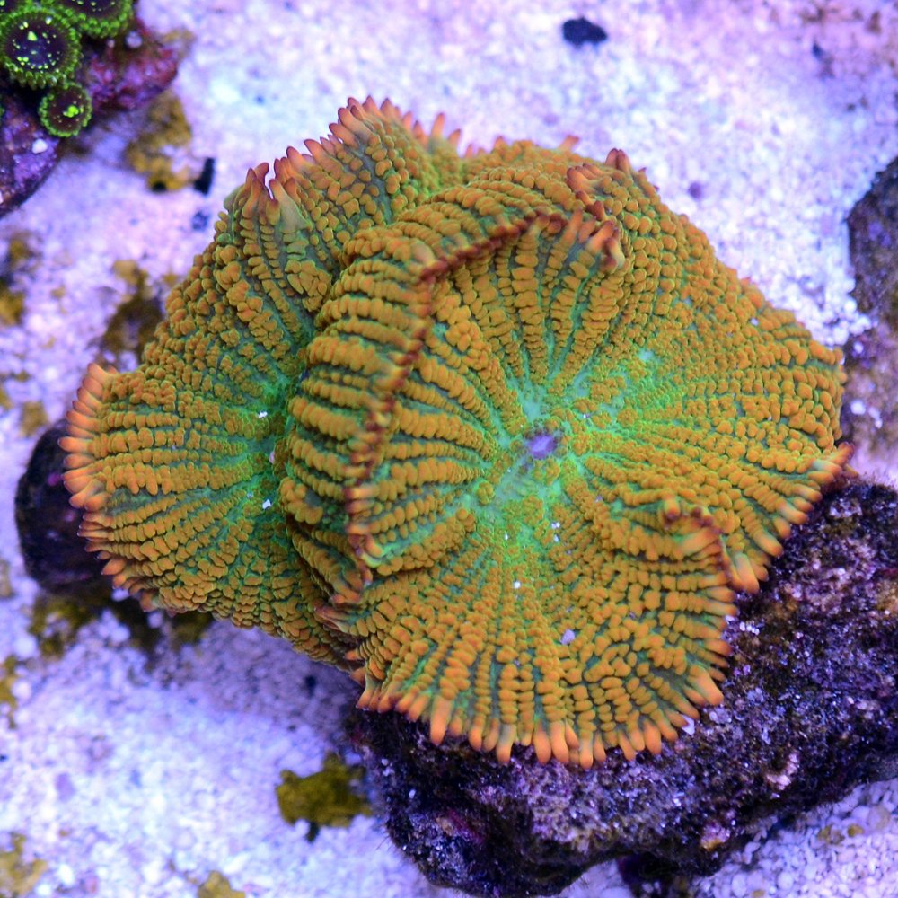Tequila Sunrise Mushroom Coral