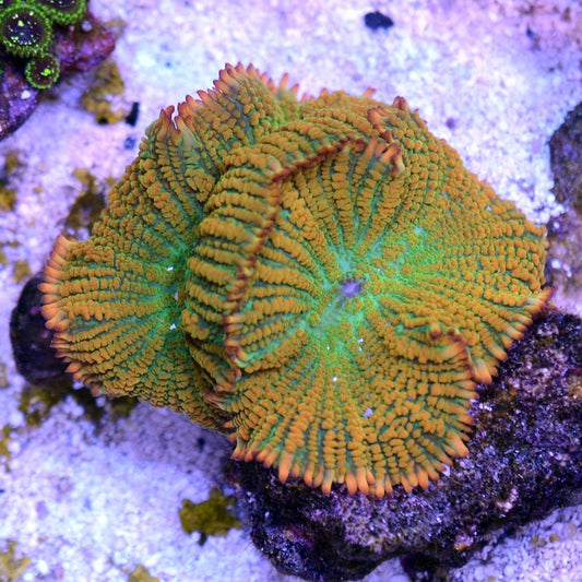 Tequila Sunrise Mushroom Coral