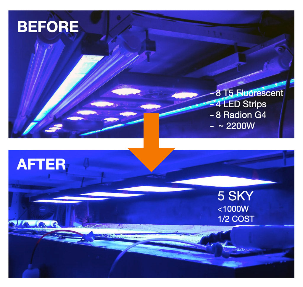 Neptune Systems sky compared to radion g4